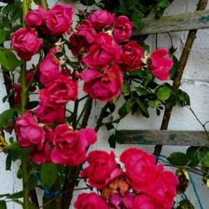 Meet your Posher, Jan